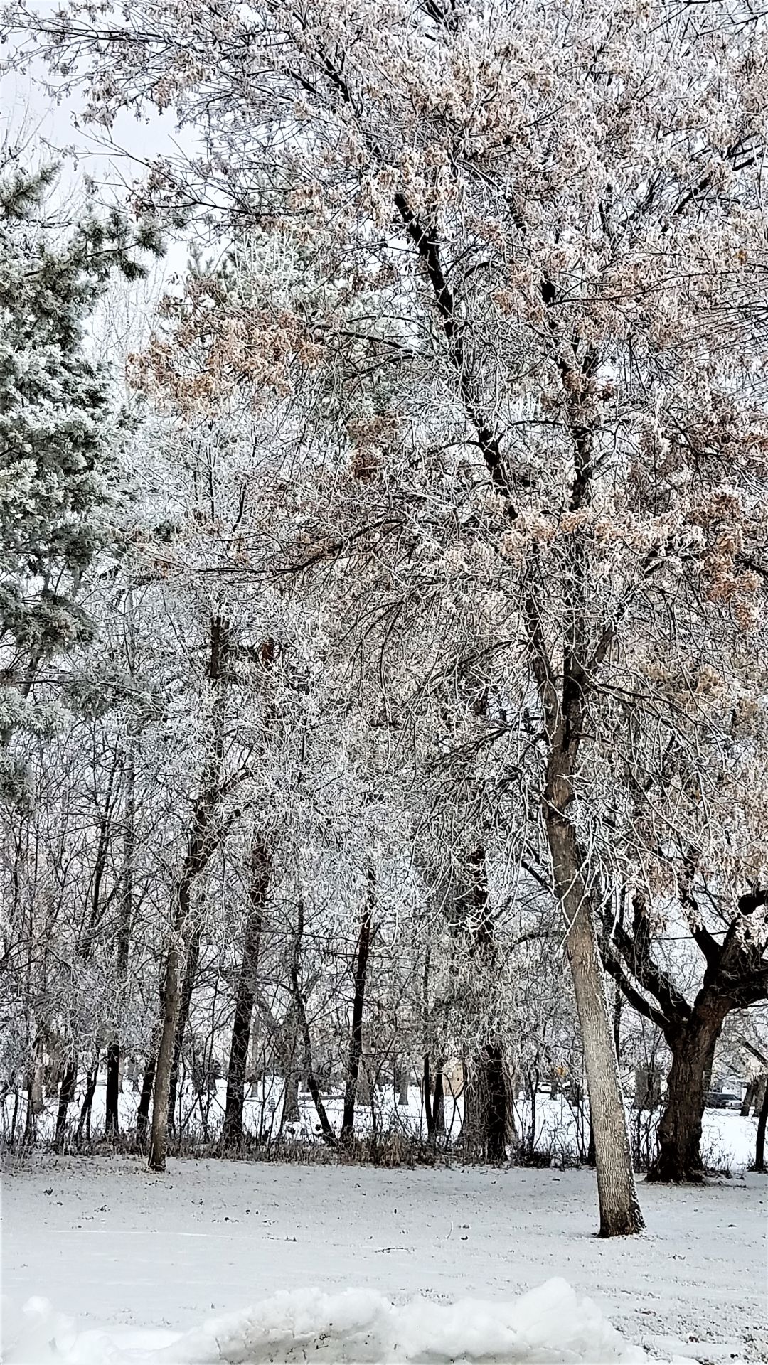 Frosty morning